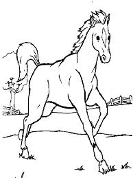 Horse 14